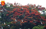 Ngắm đảo cò Hưng Yên mùa phượng vỹ